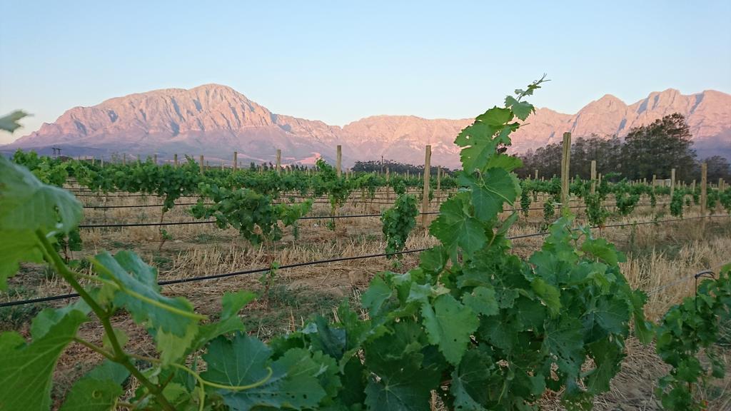 Seven Oaks Vineyard Cottages Wolseley Esterno foto