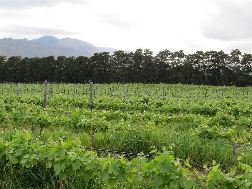 Seven Oaks Vineyard Cottages Wolseley Esterno foto